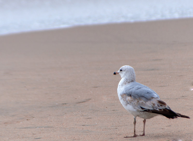 Ring Billed Gull (1st Summer)