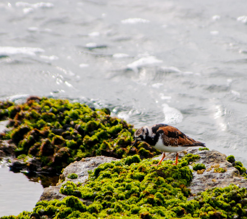 Ruddy Turnstone