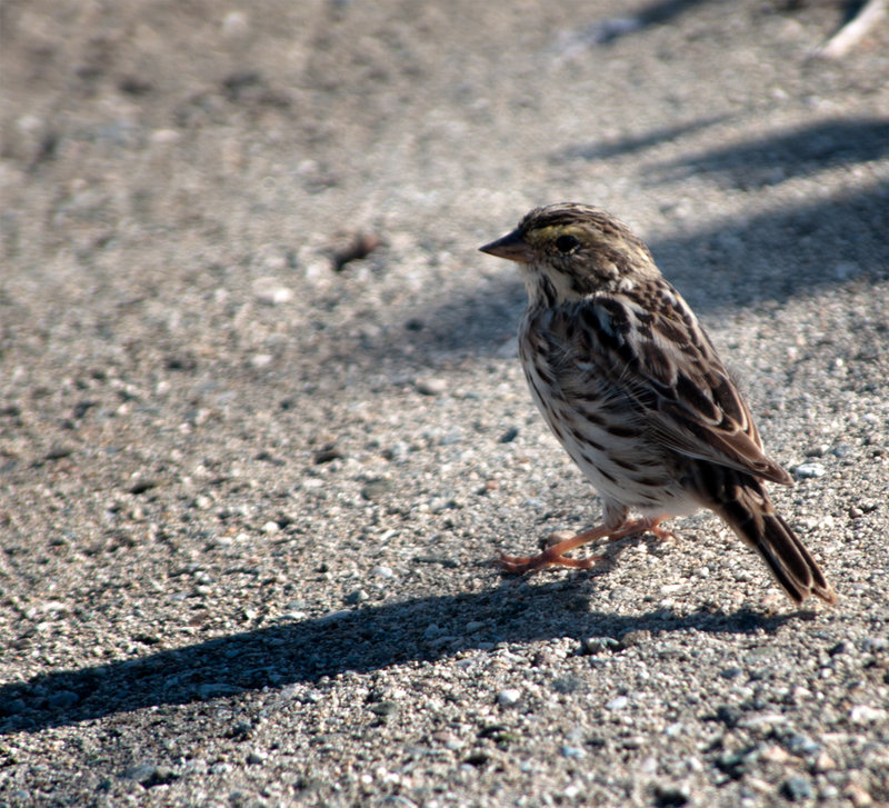 Savannah Sparrow