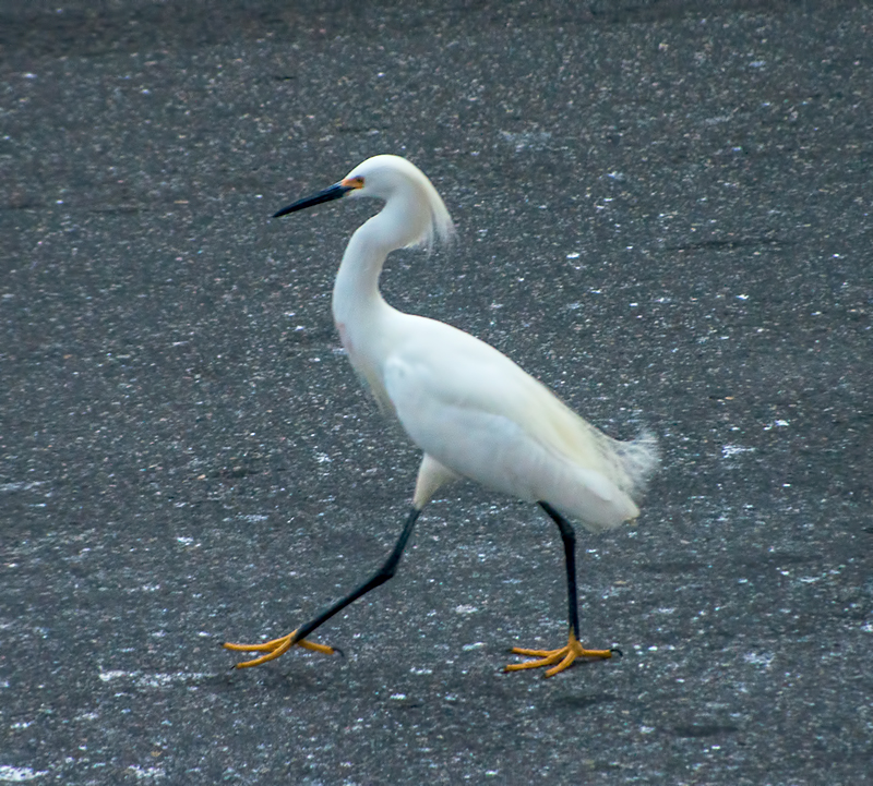 Snowy Egret