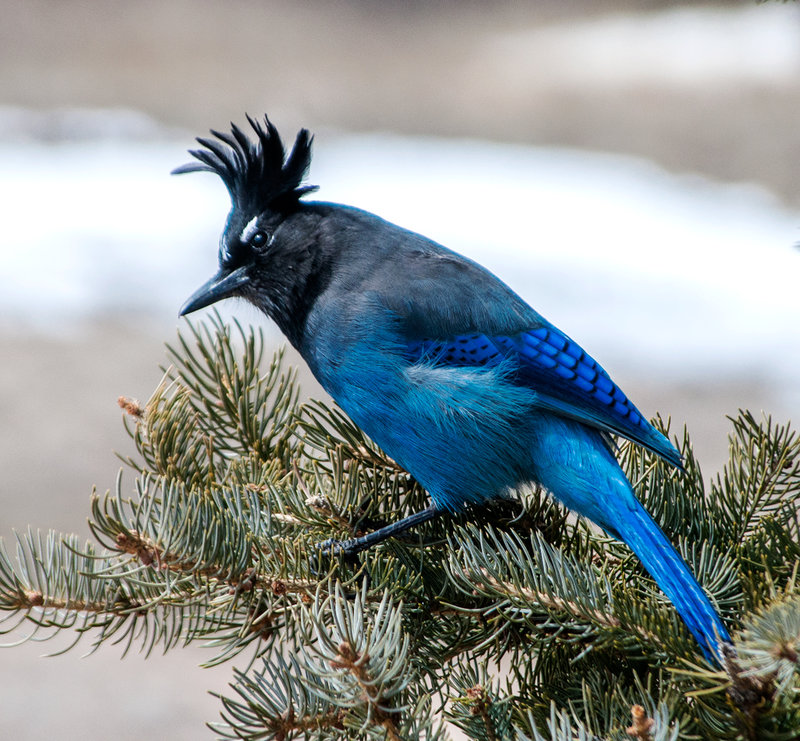 Stellars Jay