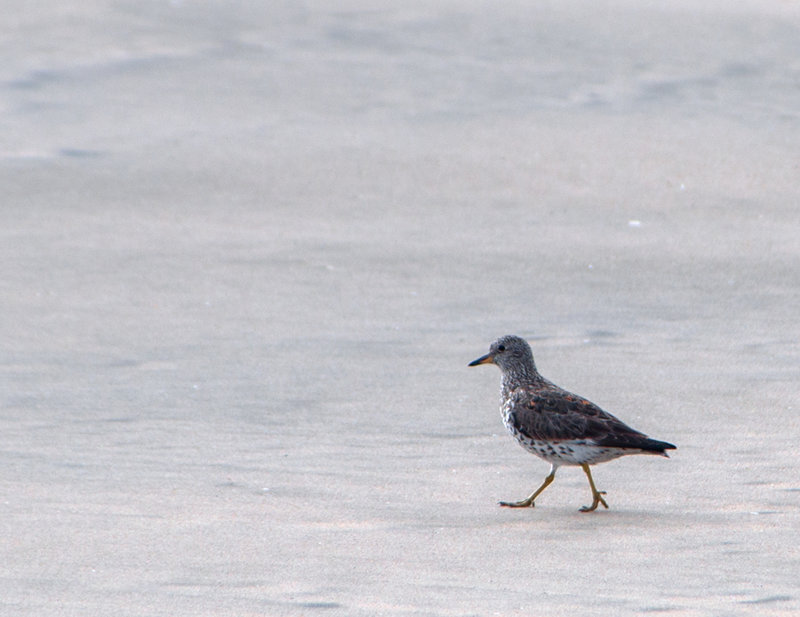 Surfbird