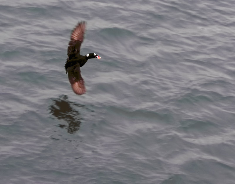 Surf Scoter
