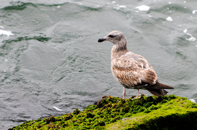 Thayers Gull