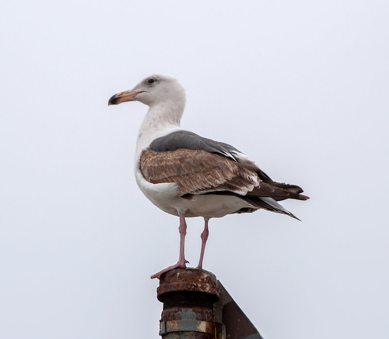 Western Gull