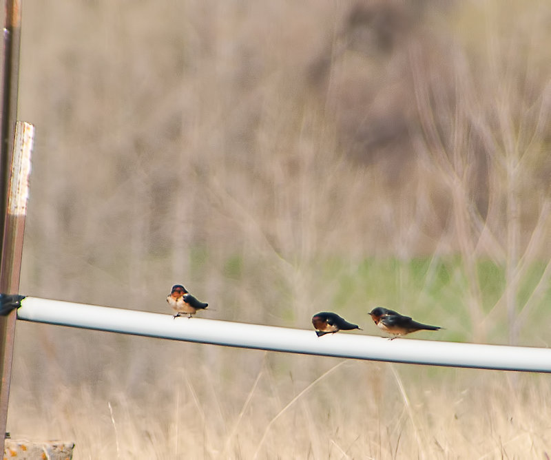 Barn Swallows