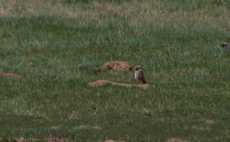 Burrowing Owl