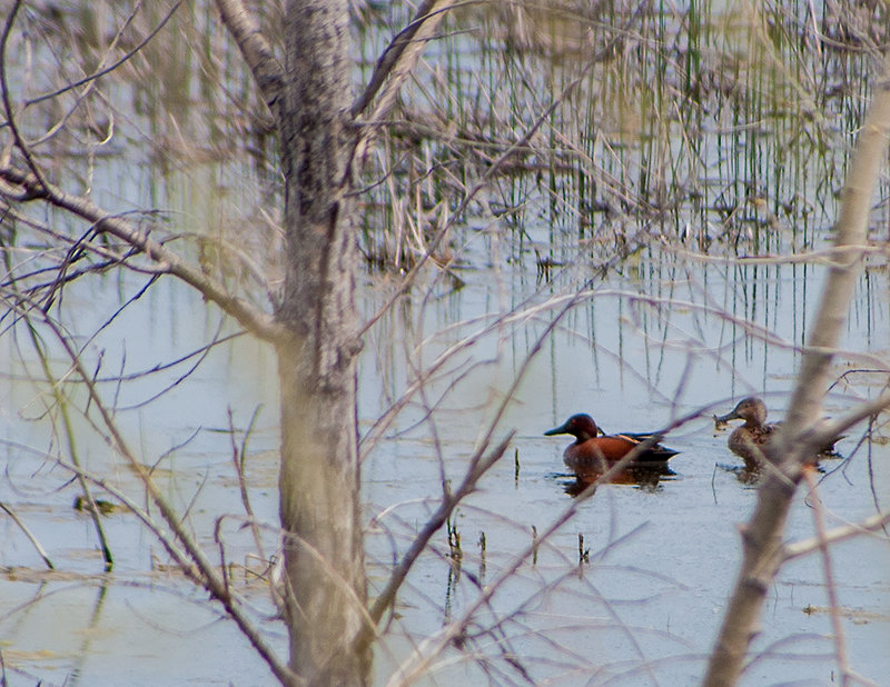 Cinnamon Teal