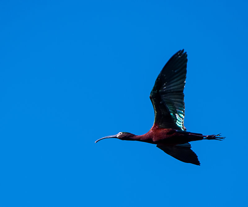 White Faced Ibis