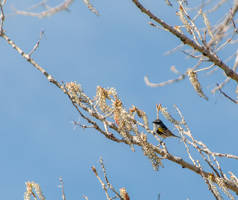 Yellow Rumped Warbler
