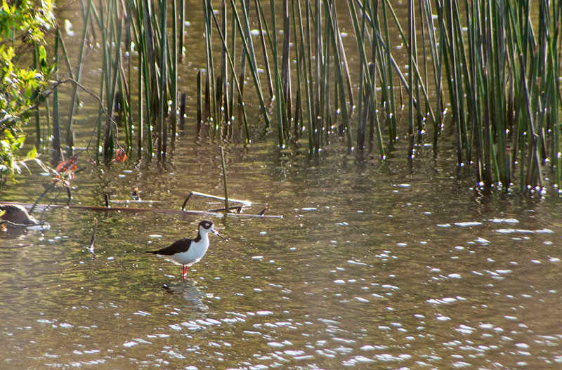 Black-Necked-Stilt
