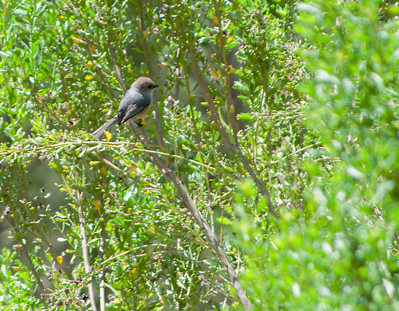 Bushtit