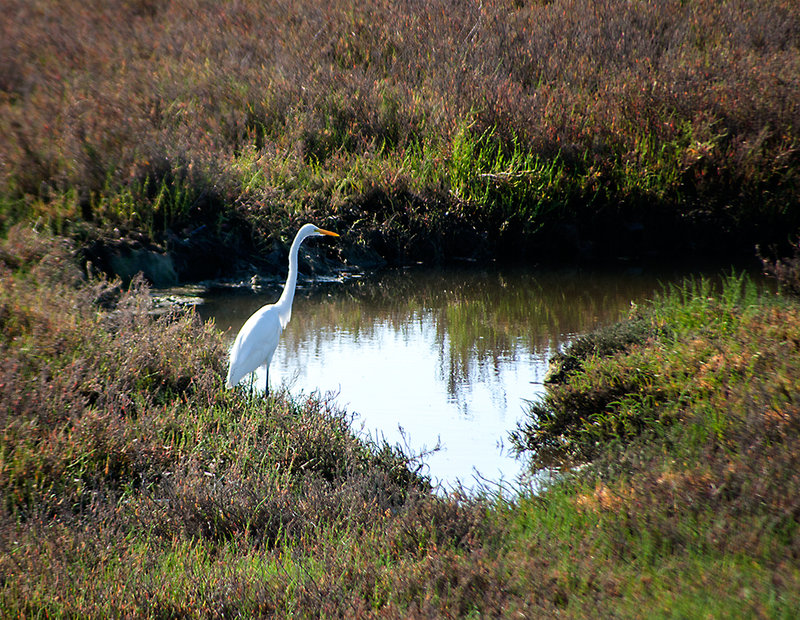 Great-Egret