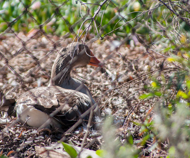 Greater-White-Fronted-Goose
