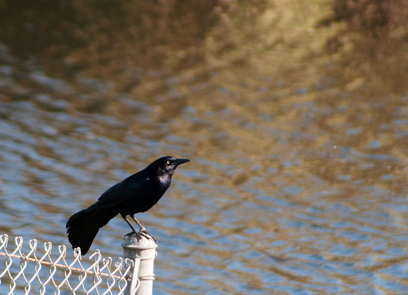 Great-Tailed-Grackle