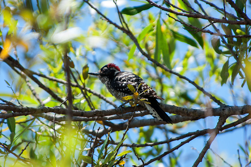 Nuttalls-Woodpecker