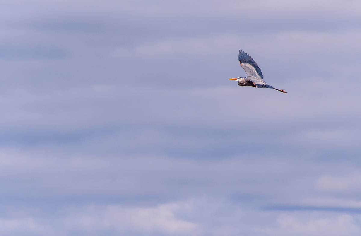Great Blue