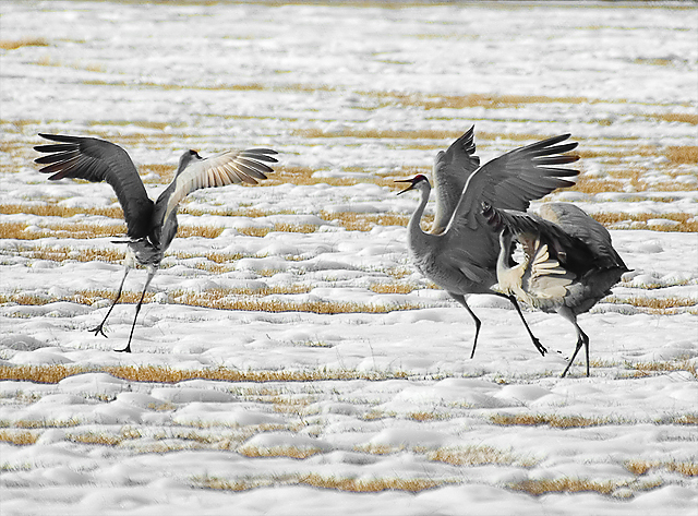 Dancing Sandhill Cranes