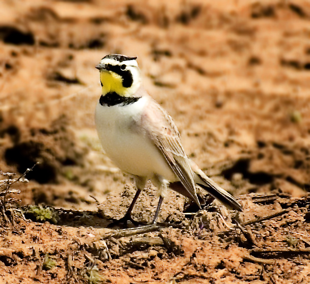 Horned Lark