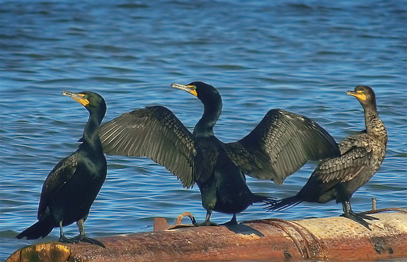 Double-Crested Cormorants