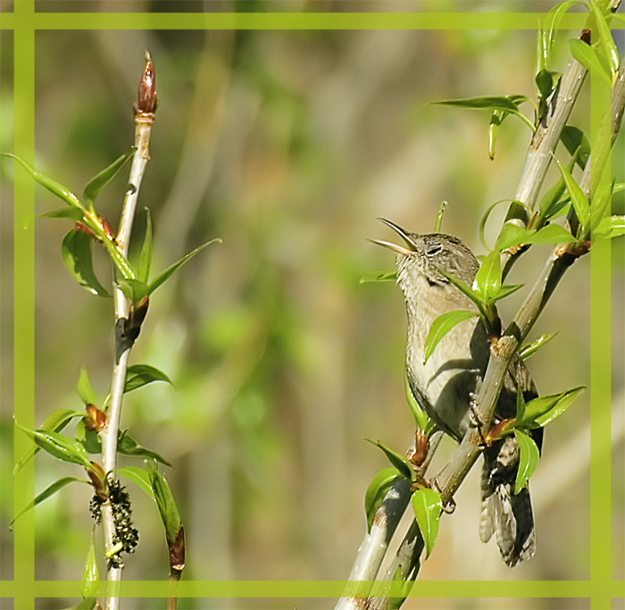 House Wren