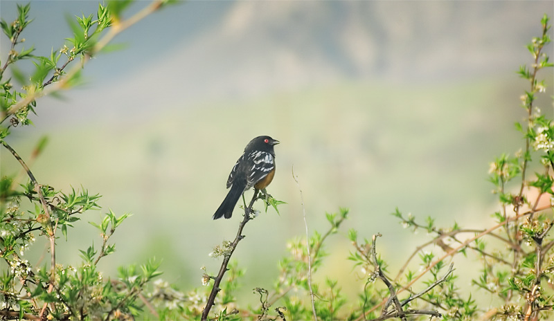 Spotted Towhee