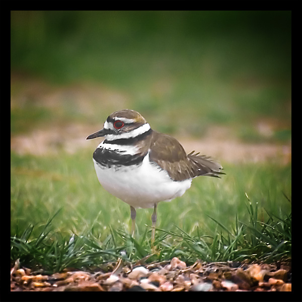 Cooperative Killdeer