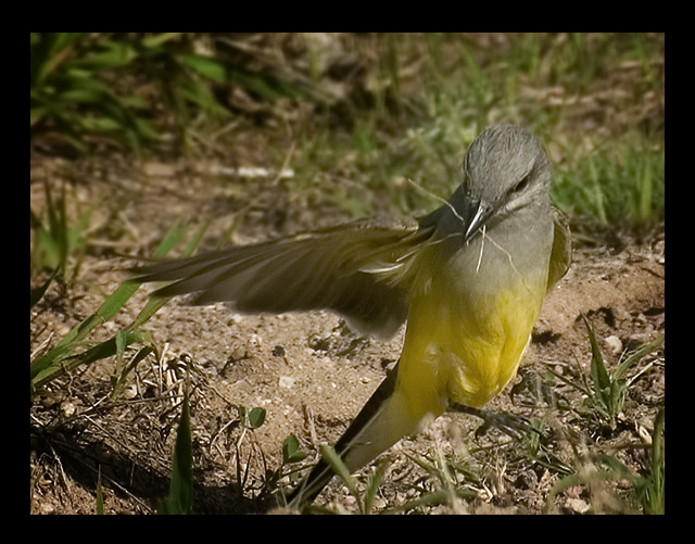 Western Kingbird Raindance