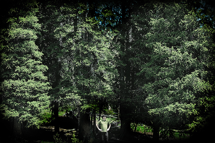 Trees