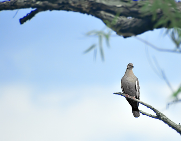 White Winged Dove