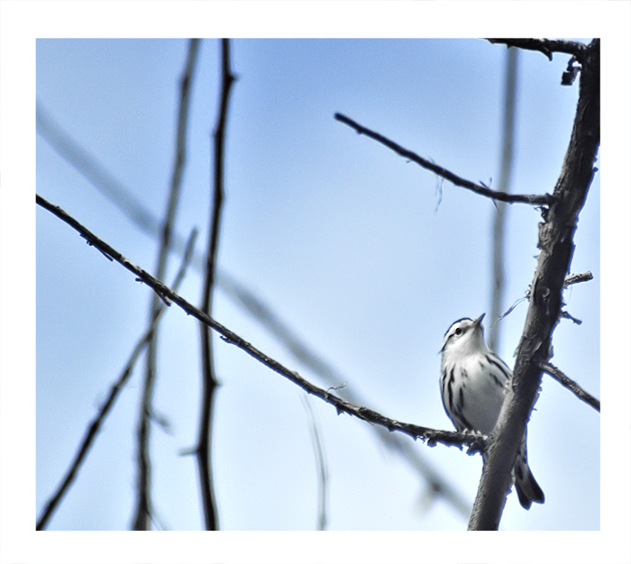 Black And White Warbler