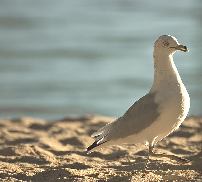 Ring Billed Gull