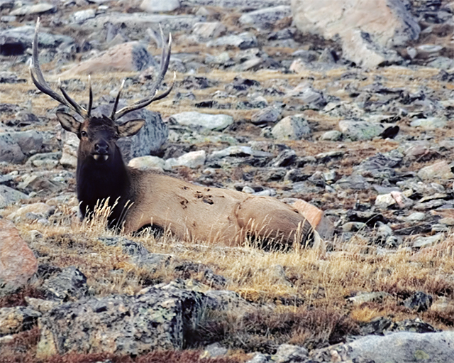 The Haughty Elk