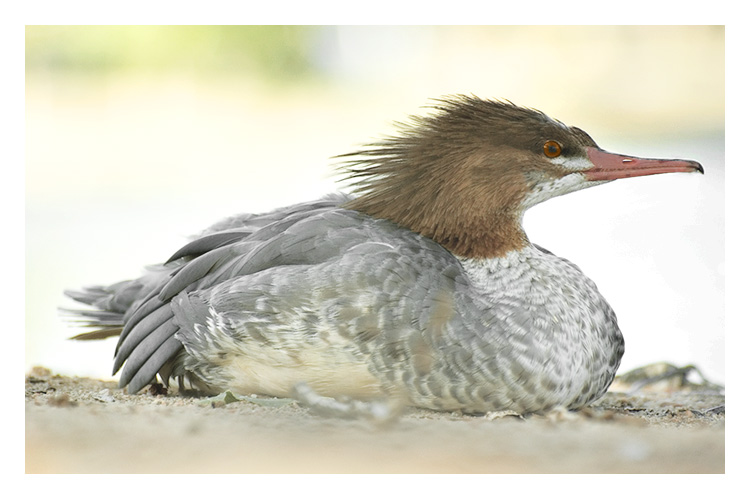 Common Merganser