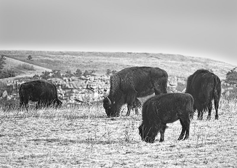Bison