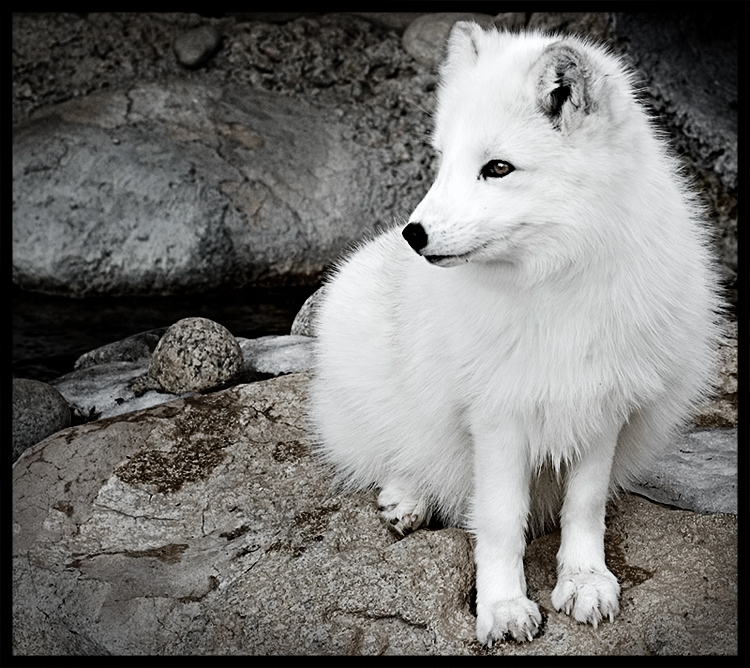 Arctic Fox