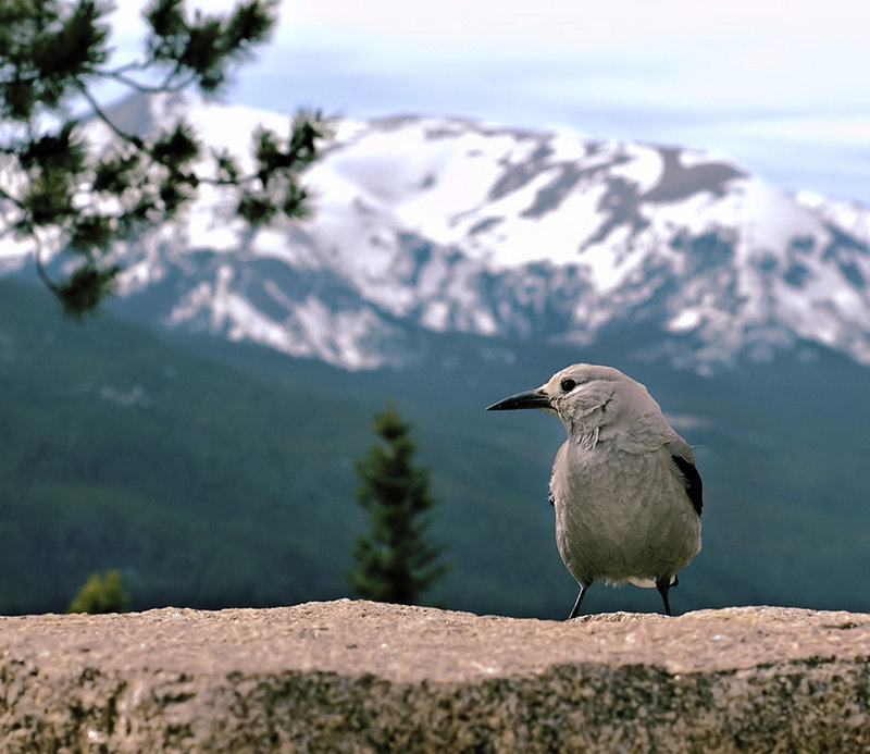 Clarks Nutcracker