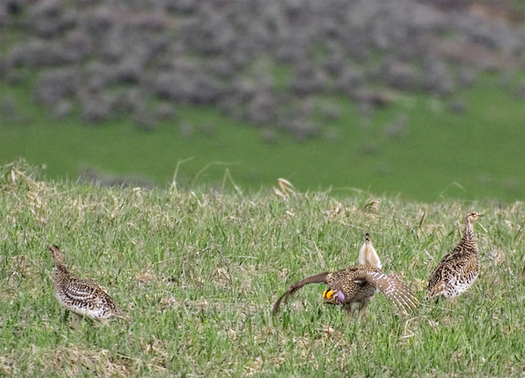 Sharp Tailed Grouse