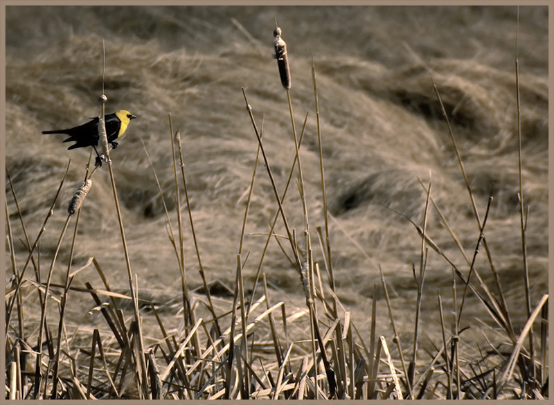 Yellow Headed Blackbird