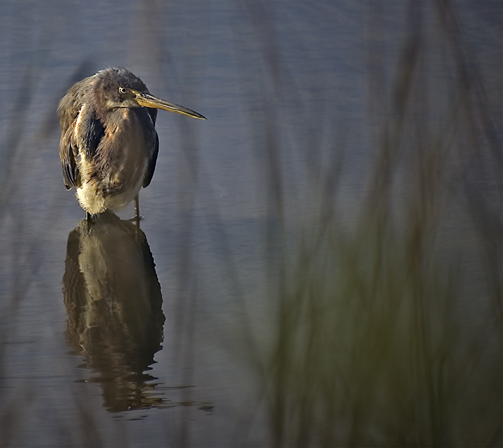 Green Heron