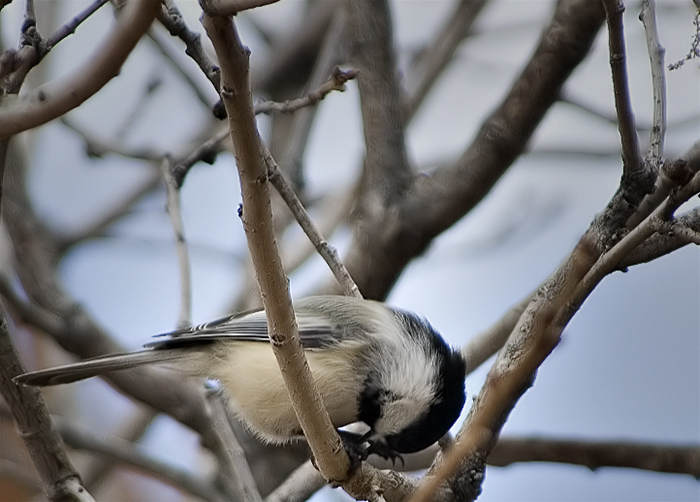 Chickadee - Week 1