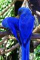 hyacinth_2.jpg
