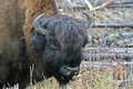Bison.JPG