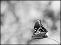 Day 23:  The Butterfly