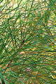 loblolly-pine-needles.jpg