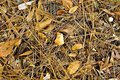 Pine-Straw-and-Leaves.jpg