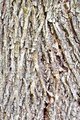 Black Willow