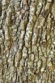 Blackjack Oak