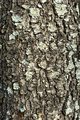 Choke Cherry