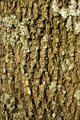 Green Ash